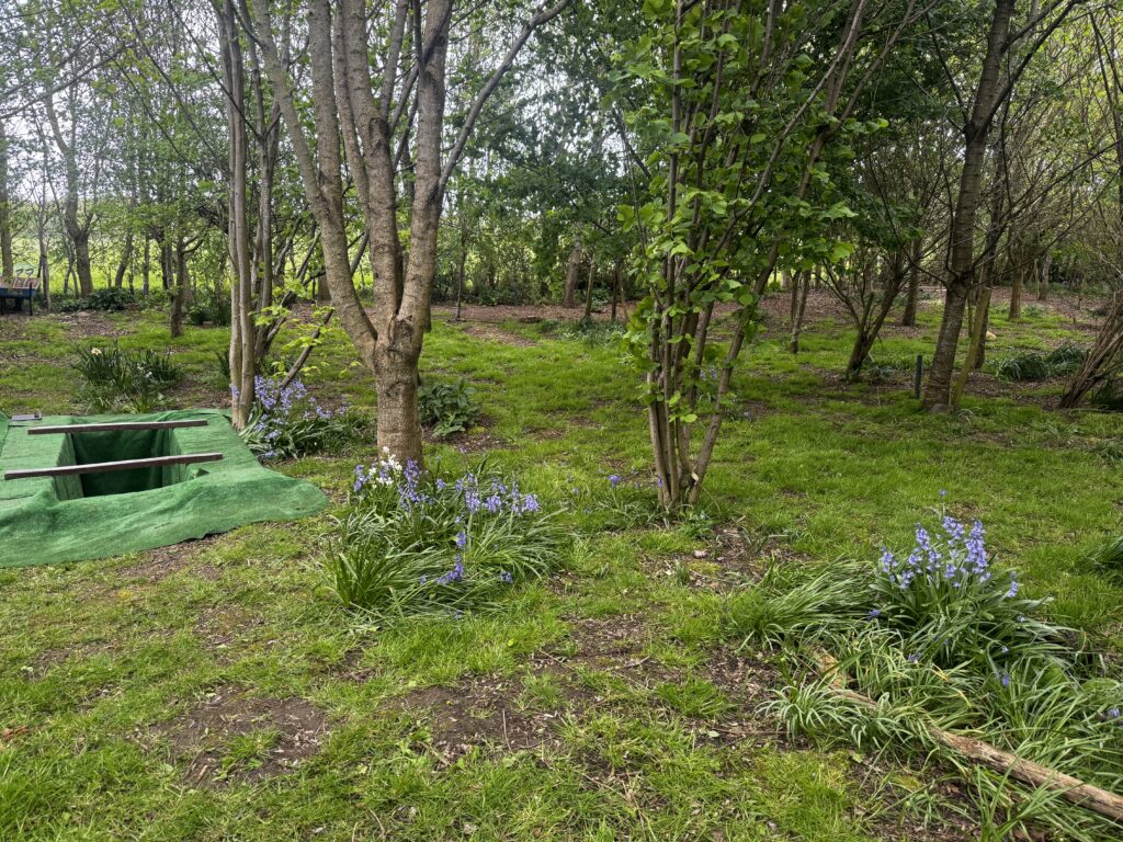 Natural Burial Ground image showing a grave amongst the trees